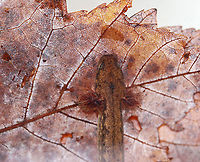 Northern Two-lined Salamander - Eurycea bislineata It was very shy and fast, making it difficult to photograph. I'll try again though before releasing it back into the pond.<br />
<br />
Habitat: Collected from a small, murky pond; deciduous forest<br />
https://www.jungledragon.com/image/123783/salamander_-_family_salamandridae.html<br />
https://www.jungledragon.com/image/123785/salamander_-_family_salamandridae.html<br />
https://www.jungledragon.com/image/123784/salamander_-_family_salamandridae.html<br />
 Eurycea bislineata,Fall,Geotagged,Northern two-lined salamander,United States