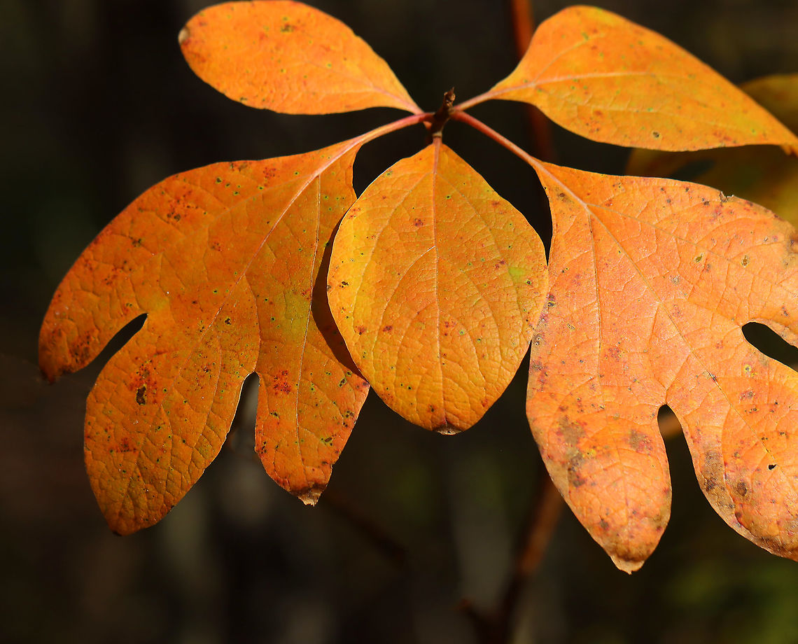 Sassafras - Sassafras albidum Habitat: Mixed forest Fall,Geotagged,Sassafras albidum,United States,White sassafras,autumn leaves,fall foliage