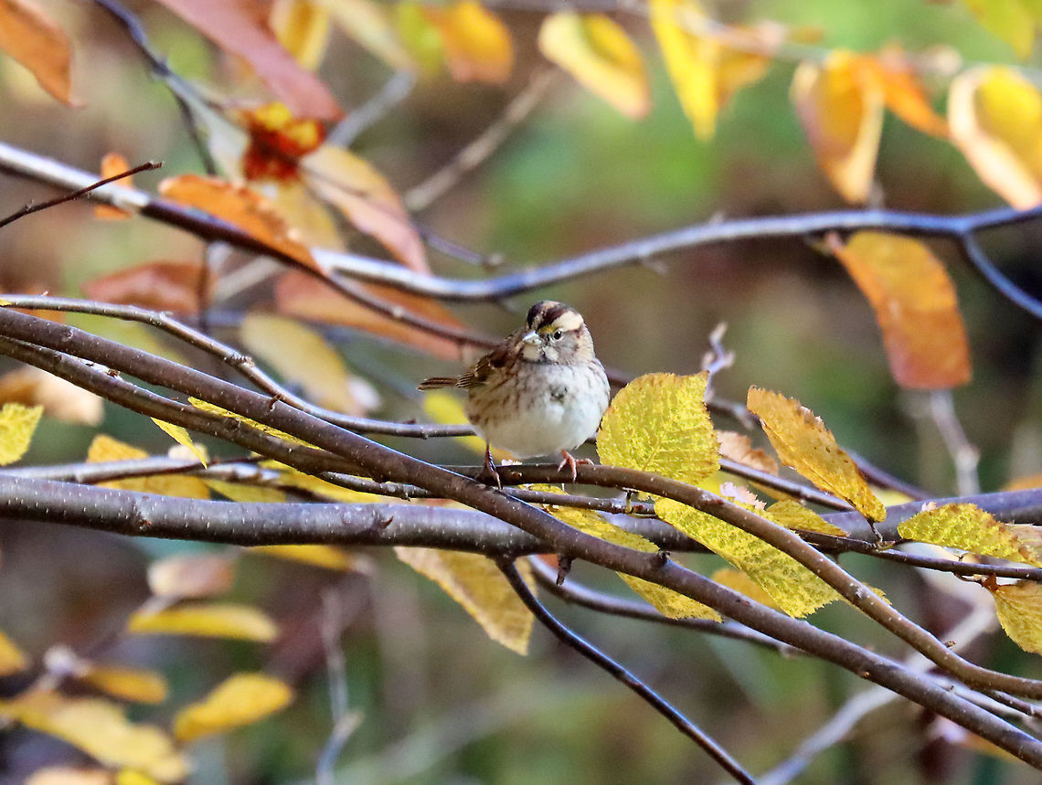 White-throated Sparrow - Zonotrichia albicollis Habitat: Deciduous forest; near the edge of a small pond<br />
<figure class="photo"><a href="https://www.jungledragon.com/image/123824/white-throated_sparrow_-_zonotrichia_albicollis.html" title="White-throated Sparrow - Zonotrichia albicollis"><img src="https://s3.amazonaws.com/media.jungledragon.com/images/3232/123824_thumb.jpg?AWSAccessKeyId=05GMT0V3GWVNE7GGM1R2&Expires=1759968010&Signature=m9cMAxRL%2BMYj9RQQhMkZ7eDjzrA%3D" width="200" height="156" alt="White-throated Sparrow - Zonotrichia albicollis Habitat: Deciduous forest; near the edge of a small pond<br />
https://www.jungledragon.com/image/123823/white-throated_sparrow_-_zonotrichia_albicollis.html Fall,Geotagged,United States,White-throated sparrow,Zonotrichia albicollis" /></a></figure> Fall,Geotagged,United States,White-throated sparrow,Zonotrichia,Zonotrichia albicollis,sparrow
