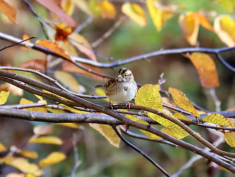 White-throated Sparrow - Zonotrichia albicollis Habitat: Deciduous forest; near the edge of a small pond
https://www.jungledragon.com/image/123824/white-throated_sparrow_-_zonotrichia_albicollis.html Fall,Geotagged,United States,White-throated sparrow,Zonotrichia,Zonotrichia albicollis,sparrow