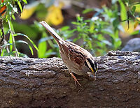 White-throated Sparrow - Zonotrichia albicollis Habitat: Deciduous forest; near the edge of a small pond<br />
https://www.jungledragon.com/image/123823/white-throated_sparrow_-_zonotrichia_albicollis.html Fall,Geotagged,United States,White-throated sparrow,Zonotrichia albicollis