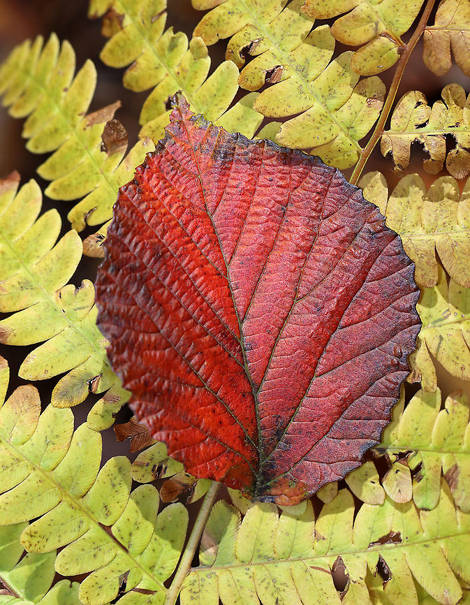 Linden Viburnum - Viburnum dilatatum The leaves on this plant are gorgeous in the autumn and produce a range of colors, such as orange, red, and purple.<br />
<br />
Habitat: Pondside; deciduous forest<br />
<figure class="photo"><a href="https://www.jungledragon.com/image/123827/linden_viburnum_-_viburnum_dilatatum.html" title="Linden Viburnum - Viburnum dilatatum"><img src="https://s3.amazonaws.com/media.jungledragon.com/images/3232/123827_thumb.jpg?AWSAccessKeyId=05GMT0V3GWVNE7GGM1R2&Expires=1759968010&Signature=%2F4ggqnVgj%2FcOMf7tKzx9%2Fi1jDJE%3D" width="118" height="152" alt="Linden Viburnum - Viburnum dilatatum The leaves on this plant are gorgeous in the autumn and produce a range of colors, such as orange, red, and purple.<br />
<br />
Habitat: Pondside; deciduous forest<br />
https://www.jungledragon.com/image/123827/linden_viburnum_-_viburnum_dilatatum.html<br />
https://www.jungledragon.com/image/123826/linden_viburnum_-_viburnum_dilatatum.html<br />
https://www.jungledragon.com/image/123825/linden_viburnum_-_viburnum_dilatatum.html<br />
<br />
 Fall,Geotagged,United States,Viburnum,Viburnum dilatatum,linden,linden viburnum" /></a></figure><br />
<figure class="photo"><a href="https://www.jungledragon.com/image/123826/linden_viburnum_-_viburnum_dilatatum.html" title="Linden Viburnum - Viburnum dilatatum"><img src="https://s3.amazonaws.com/media.jungledragon.com/images/3232/123826_thumb.jpg?AWSAccessKeyId=05GMT0V3GWVNE7GGM1R2&Expires=1759968010&Signature=0uStad1rYIdjPJEDsfCmug6Qumw%3D" width="102" height="152" alt="Linden Viburnum - Viburnum dilatatum The leaves on this plant are gorgeous in the autumn and produce a range of colors, such as orange, red, and purple.<br />
<br />
Habitat: Pondside; deciduous forest<br />
https://www.jungledragon.com/image/123827/linden_viburnum_-_viburnum_dilatatum.html<br />
https://www.jungledragon.com/image/123826/linden_viburnum_-_viburnum_dilatatum.html<br />
https://www.jungledragon.com/image/123825/linden_viburnum_-_viburnum_dilatatum.html<br />
<br />
 Fall,Geotagged,United States,Viburnum dilatatum" /></a></figure><br />
<figure class="photo"><a href="https://www.jungledragon.com/image/123825/linden_viburnum_-_viburnum_dilatatum.html" title="Linden Viburnum - Viburnum dilatatum"><img src="https://s3.amazonaws.com/media.jungledragon.com/images/3232/123825_thumb.jpg?AWSAccessKeyId=05GMT0V3GWVNE7GGM1R2&Expires=1759968010&Signature=IGhhG1WiC377UsRVVF3iK%2BCRahQ%3D" width="120" height="152" alt="Linden Viburnum - Viburnum dilatatum The leaves on this plant are gorgeous in the autumn and produce a range of colors, such as orange, red, and purple.<br />
<br />
Habitat: Pondside; deciduous forest<br />
https://www.jungledragon.com/image/123827/linden_viburnum_-_viburnum_dilatatum.html<br />
https://www.jungledragon.com/image/123826/linden_viburnum_-_viburnum_dilatatum.html<br />
https://www.jungledragon.com/image/123825/linden_viburnum_-_viburnum_dilatatum.html<br />
<br />
 Fall,Geotagged,United States,Viburnum dilatatum" /></a></figure><br />
<br />
 Fall,Geotagged,United States,Viburnum dilatatum