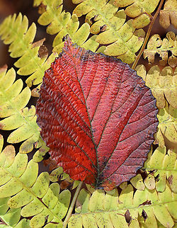 Linden Viburnum - Viburnum dilatatum The leaves on this plant are gorgeous in the autumn and produce a range of colors, such as orange, red, and purple.

Habitat: Pondside; deciduous forest
https://www.jungledragon.com/image/123827/linden_viburnum_-_viburnum_dilatatum.html
https://www.jungledragon.com/image/123826/linden_viburnum_-_viburnum_dilatatum.html
https://www.jungledragon.com/image/123825/linden_viburnum_-_viburnum_dilatatum.html

 Fall,Geotagged,United States,Viburnum dilatatum