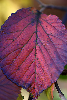 Linden Viburnum - Viburnum dilatatum The leaves on this plant are gorgeous in the autumn and produce a range of colors, such as orange, red, and purple.

Habitat: Pondside; deciduous forest
https://www.jungledragon.com/image/123827/linden_viburnum_-_viburnum_dilatatum.html
https://www.jungledragon.com/image/123826/linden_viburnum_-_viburnum_dilatatum.html
https://www.jungledragon.com/image/123825/linden_viburnum_-_viburnum_dilatatum.html

 Fall,Geotagged,United States,Viburnum dilatatum
