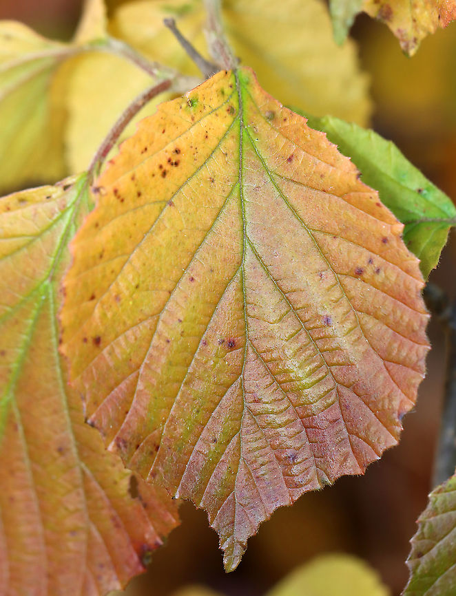 Linden Viburnum - Viburnum dilatatum The leaves on this plant are gorgeous in the autumn and produce a range of colors, such as orange, red, and purple.<br />
<br />
Habitat: Pondside; deciduous forest<br />
<figure class="photo"><a href="https://www.jungledragon.com/image/123827/linden_viburnum_-_viburnum_dilatatum.html" title="Linden Viburnum - Viburnum dilatatum"><img src="https://s3.amazonaws.com/media.jungledragon.com/images/3232/123827_thumb.jpg?AWSAccessKeyId=05GMT0V3GWVNE7GGM1R2&Expires=1769040010&Signature=d3aL8A%2BGEe1jJ1eCTPPbEeZ5wz4%3D" width="118" height="152" alt="Linden Viburnum - Viburnum dilatatum The leaves on this plant are gorgeous in the autumn and produce a range of colors, such as orange, red, and purple.<br />
<br />
Habitat: Pondside; deciduous forest<br />
https://www.jungledragon.com/image/123827/linden_viburnum_-_viburnum_dilatatum.html<br />
https://www.jungledragon.com/image/123826/linden_viburnum_-_viburnum_dilatatum.html<br />
https://www.jungledragon.com/image/123825/linden_viburnum_-_viburnum_dilatatum.html<br />
<br />
 Fall,Geotagged,United States,Viburnum,Viburnum dilatatum,linden,linden viburnum" /></a></figure><br />
<figure class="photo"><a href="https://www.jungledragon.com/image/123826/linden_viburnum_-_viburnum_dilatatum.html" title="Linden Viburnum - Viburnum dilatatum"><img src="https://s3.amazonaws.com/media.jungledragon.com/images/3232/123826_thumb.jpg?AWSAccessKeyId=05GMT0V3GWVNE7GGM1R2&Expires=1769040010&Signature=3e4WAtjHslYTd7nkseRiUmqsQag%3D" width="102" height="152" alt="Linden Viburnum - Viburnum dilatatum The leaves on this plant are gorgeous in the autumn and produce a range of colors, such as orange, red, and purple.<br />
<br />
Habitat: Pondside; deciduous forest<br />
https://www.jungledragon.com/image/123827/linden_viburnum_-_viburnum_dilatatum.html<br />
https://www.jungledragon.com/image/123826/linden_viburnum_-_viburnum_dilatatum.html<br />
https://www.jungledragon.com/image/123825/linden_viburnum_-_viburnum_dilatatum.html<br />
<br />
 Fall,Geotagged,United States,Viburnum dilatatum" /></a></figure><br />
<figure class="photo"><a href="https://www.jungledragon.com/image/123825/linden_viburnum_-_viburnum_dilatatum.html" title="Linden Viburnum - Viburnum dilatatum"><img src="https://s3.amazonaws.com/media.jungledragon.com/images/3232/123825_thumb.jpg?AWSAccessKeyId=05GMT0V3GWVNE7GGM1R2&Expires=1769040010&Signature=A00XH9xgb5Mf4vFJsgZto4T9rkQ%3D" width="120" height="152" alt="Linden Viburnum - Viburnum dilatatum The leaves on this plant are gorgeous in the autumn and produce a range of colors, such as orange, red, and purple.<br />
<br />
Habitat: Pondside; deciduous forest<br />
https://www.jungledragon.com/image/123827/linden_viburnum_-_viburnum_dilatatum.html<br />
https://www.jungledragon.com/image/123826/linden_viburnum_-_viburnum_dilatatum.html<br />
https://www.jungledragon.com/image/123825/linden_viburnum_-_viburnum_dilatatum.html<br />
<br />
 Fall,Geotagged,United States,Viburnum dilatatum" /></a></figure><br />
<br />
 Fall,Geotagged,United States,Viburnum,Viburnum dilatatum,linden,linden viburnum