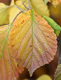 Linden Viburnum - Viburnum dilatatum The leaves on this plant are gorgeous in the autumn and produce a range of colors, such as orange, red, and purple.

Habitat: Pondside; deciduous forest
https://www.jungledragon.com/image/123827/linden_viburnum_-_viburnum_dilatatum.html
https://www.jungledragon.com/image/123826/linden_viburnum_-_viburnum_dilatatum.html
https://www.jungledragon.com/image/123825/linden_viburnum_-_viburnum_dilatatum.html

 Fall,Geotagged,United States,Viburnum,Viburnum dilatatum,linden,linden viburnum