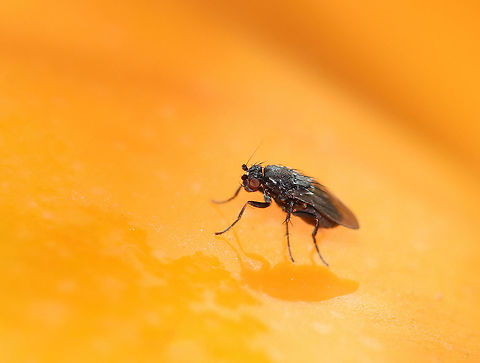 Fly - Family Sphaeroceridae? Habitat: On a rotting pumpkin; deciduous forest Diptera,Fall,Geotagged,Sphaeroceridae,United States,fly