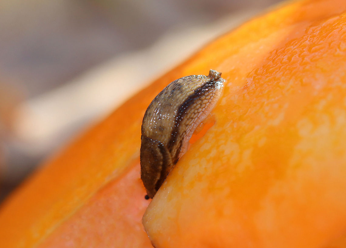 Dusky Arion Slug - Arion subfuscus Habitat: Snacking on a pumpkin Arion,Arion fuscus,Dusky Arion,Fall,Geotagged,United States,slug