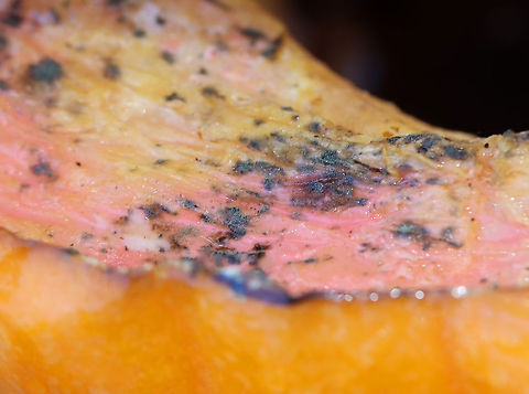 Phytophthora sp. *Tentative genus ID for the pink mold

Habitat: Growing on a pumpkin; deciduous forest
https://www.jungledragon.com/image/123832/phytophthora_sp.html Fall,Geotagged,Phytophthora,United States,fungus on pumpkin,pathogen,pumpkin