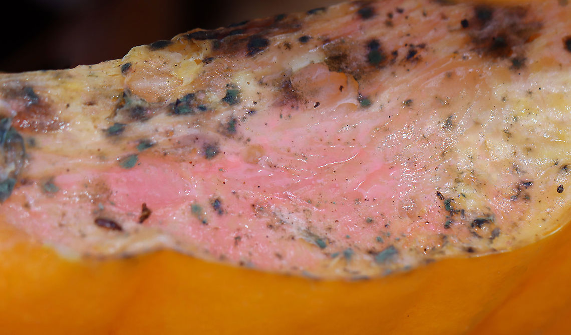 Phytophthora sp. *Tentative genus ID for the pink mold<br />
<br />
Habitat: Growing on a pumpkin; deciduous forest<br />
<figure class="photo"><a href="https://www.jungledragon.com/image/123831/phytophthora_sp.html" title="Phytophthora sp."><img src="https://s3.amazonaws.com/media.jungledragon.com/images/3232/123831_thumb.jpg?AWSAccessKeyId=05GMT0V3GWVNE7GGM1R2&Expires=1759968010&Signature=t2oZSilChSuFlE2%2B2CAlWs1PD%2F4%3D" width="200" height="150" alt="Phytophthora sp. *Tentative genus ID for the pink mold<br />
<br />
Habitat: Growing on a pumpkin; deciduous forest<br />
https://www.jungledragon.com/image/123832/phytophthora_sp.html Fall,Geotagged,Phytophthora,United States,fungus on pumpkin,pathogen,pumpkin" /></a></figure> Fall,Geotagged,United States