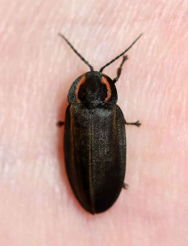 Winter Firefly - Ellychnia corrusca Habitat: Deciduous forest Ellychnia,Ellychnia corrusca,Fall,Geotagged,United States,Winter Firefly,beetle,firefly