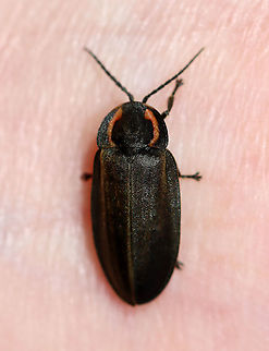 Winter Firefly - Ellychnia corrusca Habitat: Deciduous forest Ellychnia,Ellychnia corrusca,Fall,Geotagged,United States,Winter Firefly,beetle,firefly