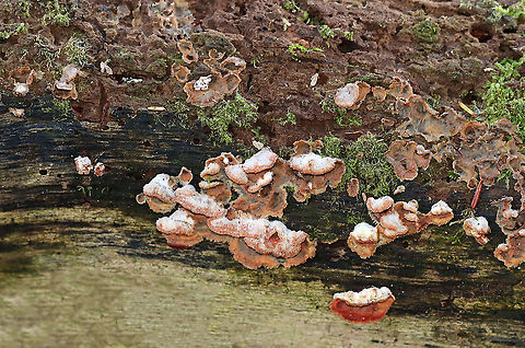 Trembling Crust - Merulius tremellosus Habitat: rotting wood; mixed forest Fall,Geotagged,Merulius,Merulius tremellosus,Trembling Crust,United States,fungus