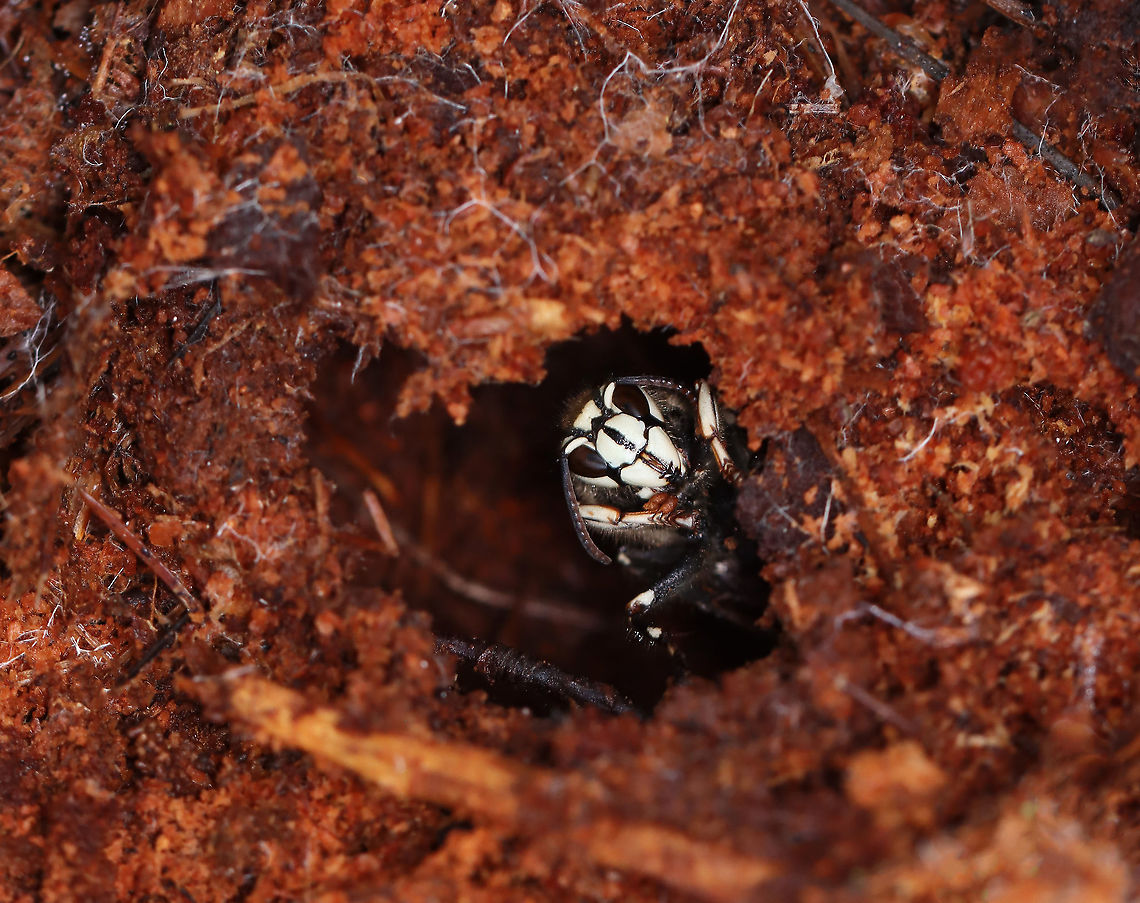 Bald-faced Hornet (Overwintering Queen) - Dolichovespula maculata This little lady will be spending her winter in this hole, which was nicely positioned under a log.<br />
<br />
Habitat: Mixed forest Bald-faced hornet,Dolichovespula,Dolichovespula maculata,Fall,Geotagged,United States,hornet,hornet queen,overwintering queen
