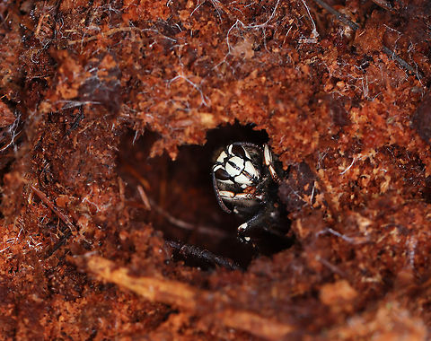 Bald-faced Hornet (Overwintering Queen) - Dolichovespula maculata This little lady will be spending her winter in this hole, which was nicely positioned under a log.

Habitat: Mixed forest Bald-faced hornet,Dolichovespula,Dolichovespula maculata,Fall,Geotagged,United States,hornet,hornet queen,overwintering queen