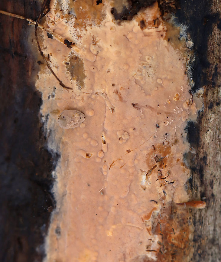 Crust Fungus - Phanerochaete sp.? This fungus was a really pretty peach color and had a very fuzzy texture.<br />
<br />
Habitat: Rotting log; mixed forest bordering a swamp<br />
<figure class="photo"><a href="https://www.jungledragon.com/image/123933/crust_fungus_-_phanerochaete_sp.html" title="Crust Fungus - Phanerochaete sp."><img src="https://s3.amazonaws.com/media.jungledragon.com/images/3232/123933_thumb.jpg?AWSAccessKeyId=05GMT0V3GWVNE7GGM1R2&Expires=1759968010&Signature=UcaCti1zVlEc8OmBxujuqYUE8k0%3D" width="200" height="142" alt="Crust Fungus - Phanerochaete sp. This fungus was a really pretty peach color and had a very fuzzy texture.<br />
<br />
Habitat: Rotting log; mixed forest bordering a swamp<br />
https://www.jungledragon.com/image/123932/crust_fungus.html Fall,Geotagged,United States" /></a></figure> Fall,Geotagged,Phanerochaete,United States,crust fungus,fungus