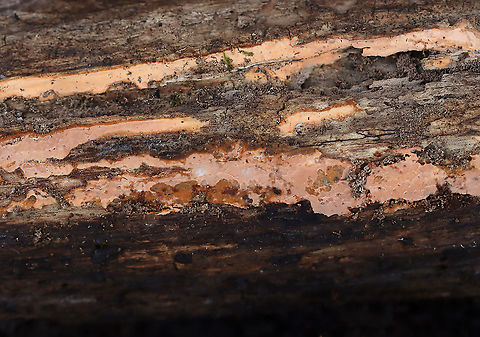 Crust Fungus - Phanerochaete sp. This fungus was a really pretty peach color and had a very fuzzy texture.

Habitat: Rotting log; mixed forest bordering a swamp
https://www.jungledragon.com/image/123932/crust_fungus.html Fall,Geotagged,United States