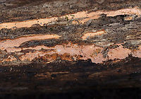 Crust Fungus - Phanerochaete sp. This fungus was a really pretty peach color and had a very fuzzy texture.<br />
<br />
Habitat: Rotting log; mixed forest bordering a swamp<br />
https://www.jungledragon.com/image/123932/crust_fungus.html Fall,Geotagged,United States
