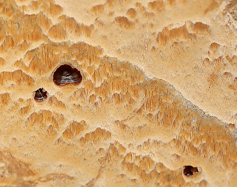 Unidentified Fungus Habitat: Growing on cut, rotting logs — most likely hardwood
https://www.jungledragon.com/image/123936/unidentified_fungus.html Fall,Geotagged,United States,fungus