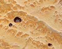 Unidentified Fungus Habitat: Growing on cut, rotting logs — most likely hardwood<br />
https://www.jungledragon.com/image/123936/unidentified_fungus.html Fall,Geotagged,United States,fungus