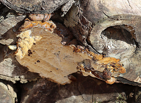 Unidentified Fungus Habitat: Growing on cut, rotting logs — most likely hardwood
https://www.jungledragon.com/image/123935/unidentified_fungus.html Fall,Geotagged,United States