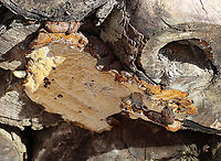 Unidentified Fungus Habitat: Growing on cut, rotting logs — most likely hardwood<br />
https://www.jungledragon.com/image/123935/unidentified_fungus.html Fall,Geotagged,United States