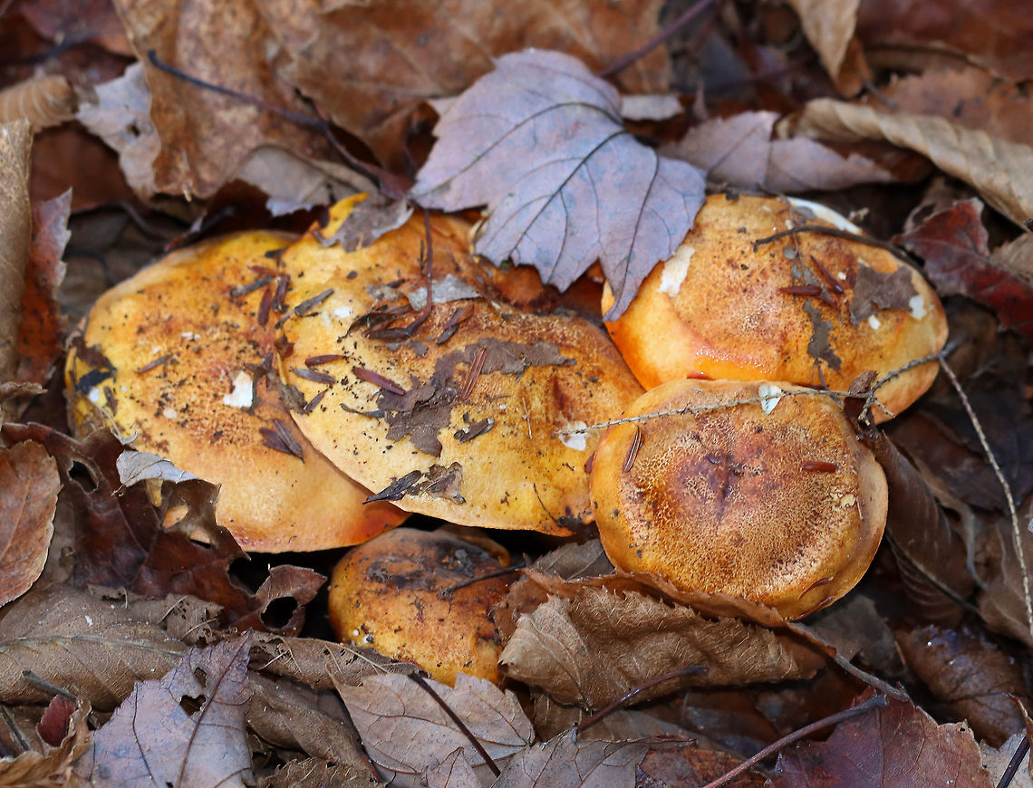 Golden Orange Tricholoma - Tricholoma aurantium Habitat: Mixed forest; growing under maple and eastern hemlock<br />
<figure class="photo"><a href="https://www.jungledragon.com/image/123938/golden_orange_tricholoma_-_tricholoma_aurantium.html" title="Golden Orange Tricholoma - Tricholoma aurantium"><img src="https://s3.amazonaws.com/media.jungledragon.com/images/3232/123938_thumb.jpg?AWSAccessKeyId=05GMT0V3GWVNE7GGM1R2&Expires=1767225610&Signature=PauPSjrNgvCHXZyeZo%2BrOKcNe0g%3D" width="200" height="154" alt="Golden Orange Tricholoma - Tricholoma aurantium Habitat: Mixed forest; growing under maple and eastern hemlock<br />
https://www.jungledragon.com/image/123938/golden_orange_tricholoma_-_tricholoma_aurantium.html<br />
https://www.jungledragon.com/image/123941/golden_orange_tricholoma_-_tricholoma_aurantium.html<br />
https://www.jungledragon.com/image/123940/golden_orange_tricholoma_-_tricholoma_aurantium.html<br />
https://www.jungledragon.com/image/123939/golden_orange_tricholoma_-_tricholoma_aurantium.html Fall,Geotagged,Golden orange tricholoma,Tricholoma,Tricholoma aurantium,United States,fungus,mushroom" /></a></figure><br />
<figure class="photo"><a href="https://www.jungledragon.com/image/123941/golden_orange_tricholoma_-_tricholoma_aurantium.html" title="Golden Orange Tricholoma - Tricholoma aurantium"><img src="https://s3.amazonaws.com/media.jungledragon.com/images/3232/123941_thumb.jpg?AWSAccessKeyId=05GMT0V3GWVNE7GGM1R2&Expires=1767225610&Signature=JpGMUe7qbVzQrNyTPk%2B7v9%2Bmi78%3D" width="200" height="140" alt="Golden Orange Tricholoma - Tricholoma aurantium Habitat: Mixed forest; growing under maple and eastern hemlock<br />
https://www.jungledragon.com/image/123938/golden_orange_tricholoma_-_tricholoma_aurantium.html<br />
https://www.jungledragon.com/image/123941/golden_orange_tricholoma_-_tricholoma_aurantium.html<br />
https://www.jungledragon.com/image/123940/golden_orange_tricholoma_-_tricholoma_aurantium.html<br />
https://www.jungledragon.com/image/123939/golden_orange_tricholoma_-_tricholoma_aurantium.html Fall,Geotagged,Golden orange tricholoma,Tricholoma aurantium,United States" /></a></figure><br />
<figure class="photo"><a href="https://www.jungledragon.com/image/123940/golden_orange_tricholoma_-_tricholoma_aurantium.html" title="Golden Orange Tricholoma - Tricholoma aurantium"><img src="https://s3.amazonaws.com/media.jungledragon.com/images/3232/123940_thumb.jpg?AWSAccessKeyId=05GMT0V3GWVNE7GGM1R2&Expires=1767225610&Signature=uLuFNBCVbElNd4m0bc7kOLJMDRk%3D" width="108" height="152" alt="Golden Orange Tricholoma - Tricholoma aurantium Habitat: Mixed forest; growing under maple and eastern hemlock<br />
https://www.jungledragon.com/image/123938/golden_orange_tricholoma_-_tricholoma_aurantium.html<br />
https://www.jungledragon.com/image/123941/golden_orange_tricholoma_-_tricholoma_aurantium.html<br />
https://www.jungledragon.com/image/123940/golden_orange_tricholoma_-_tricholoma_aurantium.html<br />
https://www.jungledragon.com/image/123939/golden_orange_tricholoma_-_tricholoma_aurantium.html Fall,Geotagged,Golden orange tricholoma,Tricholoma aurantium,United States" /></a></figure><br />
<figure class="photo"><a href="https://www.jungledragon.com/image/123939/golden_orange_tricholoma_-_tricholoma_aurantium.html" title="Golden Orange Tricholoma - Tricholoma aurantium"><img src="https://s3.amazonaws.com/media.jungledragon.com/images/3232/123939_thumb.jpg?AWSAccessKeyId=05GMT0V3GWVNE7GGM1R2&Expires=1767225610&Signature=FQ17wo2APnjHMvdlyQmx7yjLIYY%3D" width="200" height="158" alt="Golden Orange Tricholoma - Tricholoma aurantium Habitat: Mixed forest; growing under maple and eastern hemlock<br />
https://www.jungledragon.com/image/123938/golden_orange_tricholoma_-_tricholoma_aurantium.html<br />
https://www.jungledragon.com/image/123941/golden_orange_tricholoma_-_tricholoma_aurantium.html<br />
https://www.jungledragon.com/image/123940/golden_orange_tricholoma_-_tricholoma_aurantium.html<br />
https://www.jungledragon.com/image/123939/golden_orange_tricholoma_-_tricholoma_aurantium.html Fall,Geotagged,Golden orange tricholoma,Tricholoma aurantium,United States" /></a></figure> Fall,Geotagged,Golden orange tricholoma,Tricholoma,Tricholoma aurantium,United States,fungus,mushroom