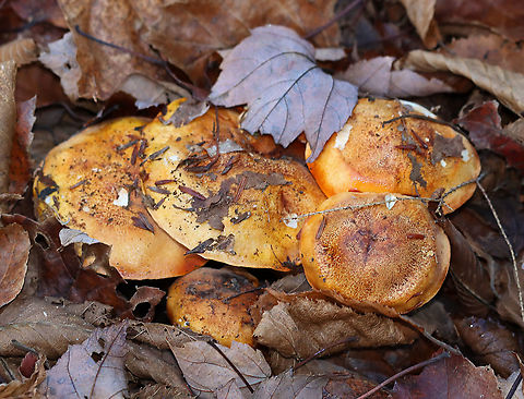 Golden Orange Tricholoma - Tricholoma aurantium Habitat: Mixed forest; growing under maple and eastern hemlock
https://www.jungledragon.com/image/123938/golden_orange_tricholoma_-_tricholoma_aurantium.html
https://www.jungledragon.com/image/123941/golden_orange_tricholoma_-_tricholoma_aurantium.html
https://www.jungledragon.com/image/123940/golden_orange_tricholoma_-_tricholoma_aurantium.html
https://www.jungledragon.com/image/123939/golden_orange_tricholoma_-_tricholoma_aurantium.html Fall,Geotagged,Golden orange tricholoma,Tricholoma,Tricholoma aurantium,United States,fungus,mushroom