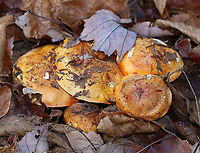 Golden Orange Tricholoma - Tricholoma aurantium Habitat: Mixed forest; growing under maple and eastern hemlock<br />
https://www.jungledragon.com/image/123938/golden_orange_tricholoma_-_tricholoma_aurantium.html<br />
https://www.jungledragon.com/image/123941/golden_orange_tricholoma_-_tricholoma_aurantium.html<br />
https://www.jungledragon.com/image/123940/golden_orange_tricholoma_-_tricholoma_aurantium.html<br />
https://www.jungledragon.com/image/123939/golden_orange_tricholoma_-_tricholoma_aurantium.html Fall,Geotagged,Golden orange tricholoma,Tricholoma,Tricholoma aurantium,United States,fungus,mushroom