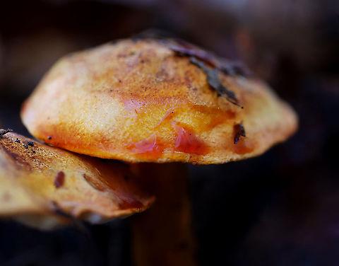 Golden Orange Tricholoma - Tricholoma aurantium Habitat: Mixed forest; growing under maple and eastern hemlock
https://www.jungledragon.com/image/123938/golden_orange_tricholoma_-_tricholoma_aurantium.html
https://www.jungledragon.com/image/123941/golden_orange_tricholoma_-_tricholoma_aurantium.html
https://www.jungledragon.com/image/123940/golden_orange_tricholoma_-_tricholoma_aurantium.html
https://www.jungledragon.com/image/123939/golden_orange_tricholoma_-_tricholoma_aurantium.html Fall,Geotagged,Golden orange tricholoma,Tricholoma aurantium,United States