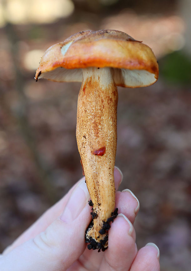 Golden Orange Tricholoma - Tricholoma aurantium Habitat: Mixed forest; growing under maple and eastern hemlock<br />
<figure class="photo"><a href="https://www.jungledragon.com/image/123938/golden_orange_tricholoma_-_tricholoma_aurantium.html" title="Golden Orange Tricholoma - Tricholoma aurantium"><img src="https://s3.amazonaws.com/media.jungledragon.com/images/3232/123938_thumb.jpg?AWSAccessKeyId=05GMT0V3GWVNE7GGM1R2&Expires=1759968010&Signature=LH0gYBIkRo%2BUA5Z68nUrMoz85P0%3D" width="200" height="154" alt="Golden Orange Tricholoma - Tricholoma aurantium Habitat: Mixed forest; growing under maple and eastern hemlock<br />
https://www.jungledragon.com/image/123938/golden_orange_tricholoma_-_tricholoma_aurantium.html<br />
https://www.jungledragon.com/image/123941/golden_orange_tricholoma_-_tricholoma_aurantium.html<br />
https://www.jungledragon.com/image/123940/golden_orange_tricholoma_-_tricholoma_aurantium.html<br />
https://www.jungledragon.com/image/123939/golden_orange_tricholoma_-_tricholoma_aurantium.html Fall,Geotagged,Golden orange tricholoma,Tricholoma,Tricholoma aurantium,United States,fungus,mushroom" /></a></figure><br />
<figure class="photo"><a href="https://www.jungledragon.com/image/123941/golden_orange_tricholoma_-_tricholoma_aurantium.html" title="Golden Orange Tricholoma - Tricholoma aurantium"><img src="https://s3.amazonaws.com/media.jungledragon.com/images/3232/123941_thumb.jpg?AWSAccessKeyId=05GMT0V3GWVNE7GGM1R2&Expires=1759968010&Signature=7ex6rJwzNtPy%2F8riVA7CTAkXKYw%3D" width="200" height="140" alt="Golden Orange Tricholoma - Tricholoma aurantium Habitat: Mixed forest; growing under maple and eastern hemlock<br />
https://www.jungledragon.com/image/123938/golden_orange_tricholoma_-_tricholoma_aurantium.html<br />
https://www.jungledragon.com/image/123941/golden_orange_tricholoma_-_tricholoma_aurantium.html<br />
https://www.jungledragon.com/image/123940/golden_orange_tricholoma_-_tricholoma_aurantium.html<br />
https://www.jungledragon.com/image/123939/golden_orange_tricholoma_-_tricholoma_aurantium.html Fall,Geotagged,Golden orange tricholoma,Tricholoma aurantium,United States" /></a></figure><br />
<figure class="photo"><a href="https://www.jungledragon.com/image/123940/golden_orange_tricholoma_-_tricholoma_aurantium.html" title="Golden Orange Tricholoma - Tricholoma aurantium"><img src="https://s3.amazonaws.com/media.jungledragon.com/images/3232/123940_thumb.jpg?AWSAccessKeyId=05GMT0V3GWVNE7GGM1R2&Expires=1759968010&Signature=i9xP%2FjgHvn9A7CWU4HoDN%2BGuibc%3D" width="108" height="152" alt="Golden Orange Tricholoma - Tricholoma aurantium Habitat: Mixed forest; growing under maple and eastern hemlock<br />
https://www.jungledragon.com/image/123938/golden_orange_tricholoma_-_tricholoma_aurantium.html<br />
https://www.jungledragon.com/image/123941/golden_orange_tricholoma_-_tricholoma_aurantium.html<br />
https://www.jungledragon.com/image/123940/golden_orange_tricholoma_-_tricholoma_aurantium.html<br />
https://www.jungledragon.com/image/123939/golden_orange_tricholoma_-_tricholoma_aurantium.html Fall,Geotagged,Golden orange tricholoma,Tricholoma aurantium,United States" /></a></figure><br />
<figure class="photo"><a href="https://www.jungledragon.com/image/123939/golden_orange_tricholoma_-_tricholoma_aurantium.html" title="Golden Orange Tricholoma - Tricholoma aurantium"><img src="https://s3.amazonaws.com/media.jungledragon.com/images/3232/123939_thumb.jpg?AWSAccessKeyId=05GMT0V3GWVNE7GGM1R2&Expires=1759968010&Signature=icuDZDBx1nKtoBvA%2BmJNVEqFc0g%3D" width="200" height="158" alt="Golden Orange Tricholoma - Tricholoma aurantium Habitat: Mixed forest; growing under maple and eastern hemlock<br />
https://www.jungledragon.com/image/123938/golden_orange_tricholoma_-_tricholoma_aurantium.html<br />
https://www.jungledragon.com/image/123941/golden_orange_tricholoma_-_tricholoma_aurantium.html<br />
https://www.jungledragon.com/image/123940/golden_orange_tricholoma_-_tricholoma_aurantium.html<br />
https://www.jungledragon.com/image/123939/golden_orange_tricholoma_-_tricholoma_aurantium.html Fall,Geotagged,Golden orange tricholoma,Tricholoma aurantium,United States" /></a></figure> Fall,Geotagged,Golden orange tricholoma,Tricholoma aurantium,United States