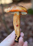 Golden Orange Tricholoma - Tricholoma aurantium Habitat: Mixed forest; growing under maple and eastern hemlock<br />
https://www.jungledragon.com/image/123938/golden_orange_tricholoma_-_tricholoma_aurantium.html<br />
https://www.jungledragon.com/image/123941/golden_orange_tricholoma_-_tricholoma_aurantium.html<br />
https://www.jungledragon.com/image/123940/golden_orange_tricholoma_-_tricholoma_aurantium.html<br />
https://www.jungledragon.com/image/123939/golden_orange_tricholoma_-_tricholoma_aurantium.html Fall,Geotagged,Golden orange tricholoma,Tricholoma aurantium,United States
