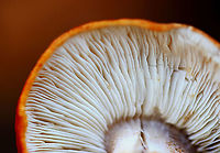 Golden Orange Tricholoma - Tricholoma aurantium Habitat: Mixed forest; growing under maple and eastern hemlock<br />
https://www.jungledragon.com/image/123938/golden_orange_tricholoma_-_tricholoma_aurantium.html<br />
https://www.jungledragon.com/image/123941/golden_orange_tricholoma_-_tricholoma_aurantium.html<br />
https://www.jungledragon.com/image/123940/golden_orange_tricholoma_-_tricholoma_aurantium.html<br />
https://www.jungledragon.com/image/123939/golden_orange_tricholoma_-_tricholoma_aurantium.html Fall,Geotagged,Golden orange tricholoma,Tricholoma aurantium,United States