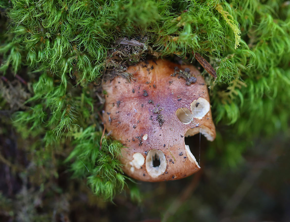 Mushroom - Russula sp. Habitat: Growing in moss; mixed forest Fall,Geotagged,Russula,United States,fungus,mushroom