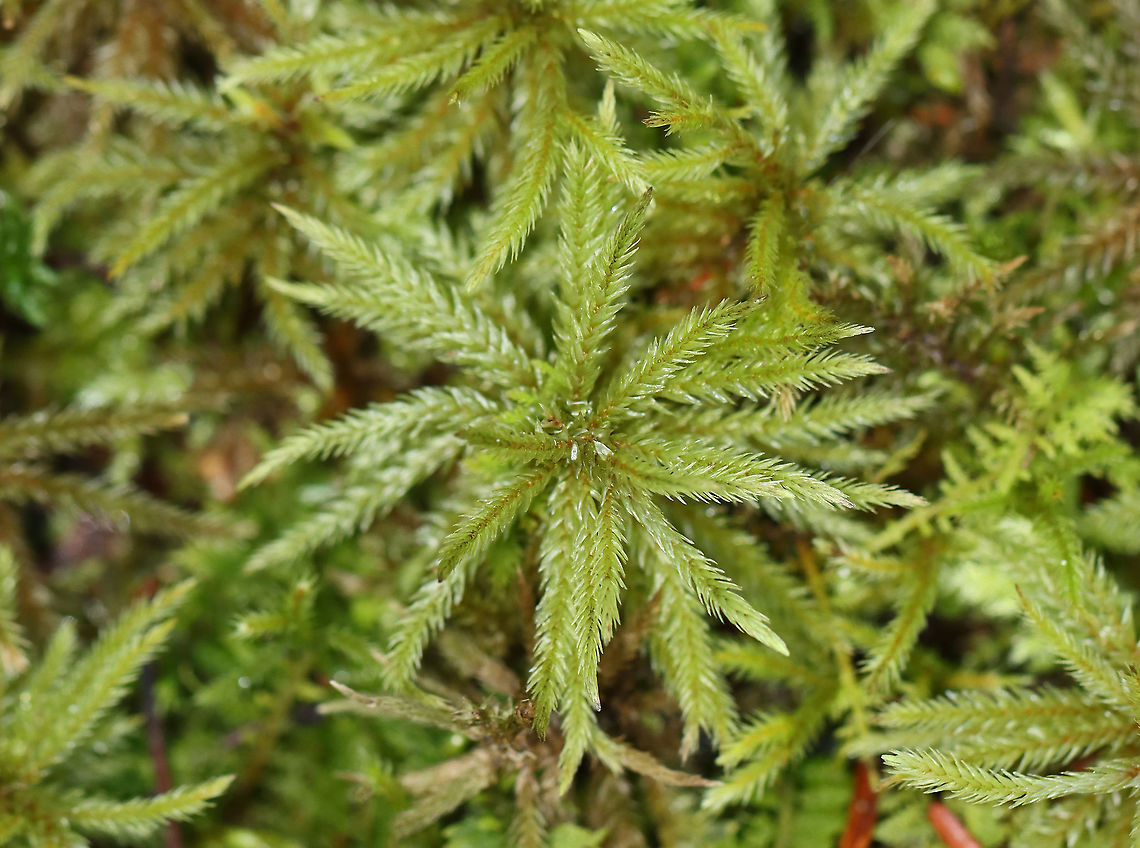 Moss - Climacium sp. Habitat: Mixed forest; growing near the edge of a pond<br />
<figure class="photo"><a href="https://www.jungledragon.com/image/123991/moss_-_climacium_sp.html" title="Moss - Climacium sp."><img src="https://s3.amazonaws.com/media.jungledragon.com/images/3232/123991_thumb.jpg?AWSAccessKeyId=05GMT0V3GWVNE7GGM1R2&Expires=1769040010&Signature=f2sK6iK0ZYNbSrf5gJ00sKsamDI%3D" width="200" height="150" alt="Moss - Climacium sp. Habitat: Mixed forest; growing near the edge of a pond<br />
https://www.jungledragon.com/image/123991/moss_-_climacium_sp.html<br />
https://www.jungledragon.com/image/123993/moss_-_climacium_sp.html<br />
https://www.jungledragon.com/image/123992/moss_-_climacium_sp.html Climacium,Fall,Geotagged,United States,moss" /></a></figure><br />
<figure class="photo"><a href="https://www.jungledragon.com/image/123993/moss_-_climacium_sp.html" title="Moss - Climacium sp."><img src="https://s3.amazonaws.com/media.jungledragon.com/images/3232/123993_thumb.jpg?AWSAccessKeyId=05GMT0V3GWVNE7GGM1R2&Expires=1769040010&Signature=8NP40l5%2BiIOoBzFbZCgXX3seIOg%3D" width="200" height="150" alt="Moss - Climacium sp. Habitat: Mixed forest; growing near the edge of a pond<br />
https://www.jungledragon.com/image/123991/moss_-_climacium_sp.html<br />
https://www.jungledragon.com/image/123993/moss_-_climacium_sp.html<br />
https://www.jungledragon.com/image/123992/moss_-_climacium_sp.html Fall,Geotagged,United States" /></a></figure><br />
<figure class="photo"><a href="https://www.jungledragon.com/image/123992/moss_-_climacium_sp.html" title="Moss - Climacium sp."><img src="https://s3.amazonaws.com/media.jungledragon.com/images/3232/123992_thumb.jpg?AWSAccessKeyId=05GMT0V3GWVNE7GGM1R2&Expires=1769040010&Signature=LIFG8UudfGt2dssAJeLHYynSzMo%3D" width="200" height="192" alt="Moss - Climacium sp. Habitat: Mixed forest; growing near the edge of a pond<br />
https://www.jungledragon.com/image/123991/moss_-_climacium_sp.html<br />
https://www.jungledragon.com/image/123993/moss_-_climacium_sp.html<br />
https://www.jungledragon.com/image/123992/moss_-_climacium_sp.html Fall,Geotagged,United States" /></a></figure> Climacium,Fall,Geotagged,United States,moss