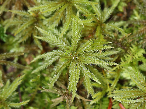 Moss - Climacium sp. Habitat: Mixed forest; growing near the edge of a pond
https://www.jungledragon.com/image/123991/moss_-_climacium_sp.html
https://www.jungledragon.com/image/123993/moss_-_climacium_sp.html
https://www.jungledragon.com/image/123992/moss_-_climacium_sp.html Climacium,Fall,Geotagged,United States,moss