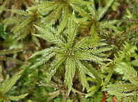 Moss - Climacium sp. Habitat: Mixed forest; growing near the edge of a pond<br />
https://www.jungledragon.com/image/123991/moss_-_climacium_sp.html<br />
https://www.jungledragon.com/image/123993/moss_-_climacium_sp.html<br />
https://www.jungledragon.com/image/123992/moss_-_climacium_sp.html Climacium,Fall,Geotagged,United States,moss