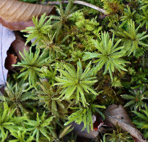 Moss - Climacium sp. Habitat: Mixed forest; growing near the edge of a pond
https://www.jungledragon.com/image/123991/moss_-_climacium_sp.html
https://www.jungledragon.com/image/123993/moss_-_climacium_sp.html
https://www.jungledragon.com/image/123992/moss_-_climacium_sp.html Fall,Geotagged,United States