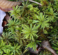 Moss - Climacium sp. Habitat: Mixed forest; growing near the edge of a pond<br />
https://www.jungledragon.com/image/123991/moss_-_climacium_sp.html<br />
https://www.jungledragon.com/image/123993/moss_-_climacium_sp.html<br />
https://www.jungledragon.com/image/123992/moss_-_climacium_sp.html Fall,Geotagged,United States
