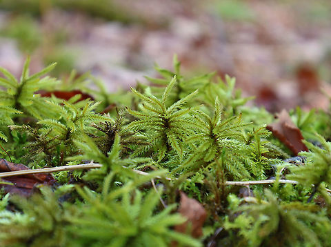 Moss - Climacium sp. Habitat: Mixed forest; growing near the edge of a pond
https://www.jungledragon.com/image/123991/moss_-_climacium_sp.html
https://www.jungledragon.com/image/123993/moss_-_climacium_sp.html
https://www.jungledragon.com/image/123992/moss_-_climacium_sp.html Fall,Geotagged,United States