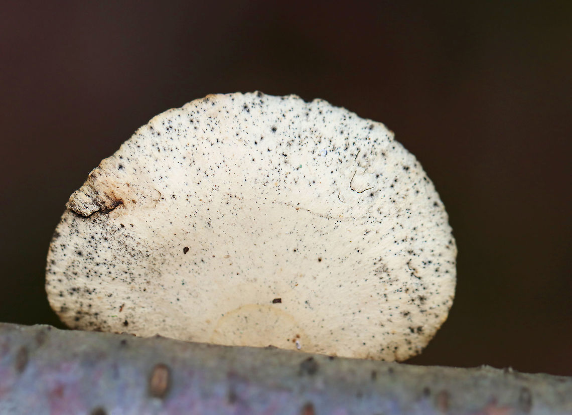 Blackfoot Polypore - Cerioporus leptocephalus Flat, fan-shaped cap that was cream-colored. Pores were orange-brown, and the stipe was off center and black.<br />
<br />
This species was formerly in the genus Polyporus, but was moved to Cerioporus in 2016.<br />
<br />
Habitat: Growing on hardwood; mixed forest Blackfoot polypore,Cerioporus,Cerioporus leptocephalus,Fall,Geotagged,Polyporus,United States,fungus,mushroom,polypore