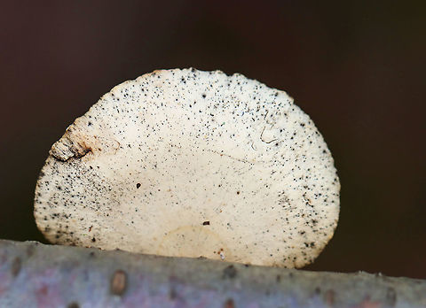 Blackfoot Polypore - Cerioporus leptocephalus Flat, fan-shaped cap that was cream-colored.  Pores were orange-brown, and the stipe was off center and black.

This species was formerly in the genus Polyporus, but was moved to Cerioporus in 2016.

Habitat: Growing on hardwood; mixed forest Blackfoot polypore,Cerioporus,Cerioporus leptocephalus,Fall,Geotagged,Polyporus,United States,fungus,mushroom,polypore