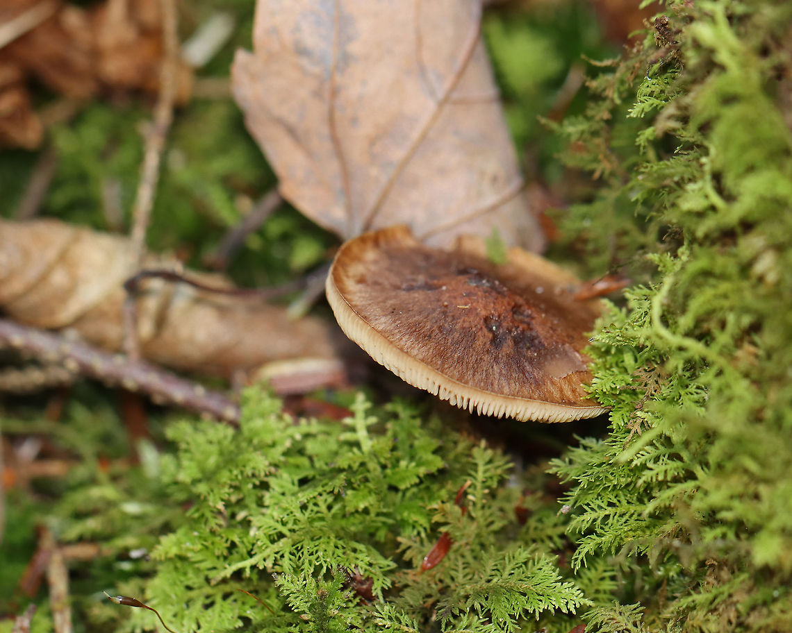 Mushroom - Cortinarius sp. I think this is Cortinarius, but am not sure.<br />
<br />
Habitat: Growing on the ground, in moss; mixed forest<br />
<figure class="photo"><a href="https://www.jungledragon.com/image/124147/mushroom_-_cortinarius_sp.html" title="Mushroom - Cortinarius sp."><img src="https://s3.amazonaws.com/media.jungledragon.com/images/3232/124147_thumb.jpg?AWSAccessKeyId=05GMT0V3GWVNE7GGM1R2&Expires=1769040010&Signature=ASRccZv8g%2F83SinQ3QdPoJgnLLw%3D" width="200" height="160" alt="Mushroom - Cortinarius sp. I think this is Cortinarius, but am not sure.<br />
<br />
Habitat: Growing on the ground, in moss; mixed forest<br />
https://www.jungledragon.com/image/124147/mushroom_-_cortinarius_sp.html<br />
https://www.jungledragon.com/image/124151/mushroom_-_cortinarius_sp.html<br />
https://www.jungledragon.com/image/124149/mushroom_-_cortinarius_sp.html<br />
https://www.jungledragon.com/image/124148/mushroom_-_cortinarius_sp.html Cortinarius,Fall,Geotagged,United States,fungus,mushroom" /></a></figure><br />
<figure class="photo"><a href="https://www.jungledragon.com/image/124151/mushroom_-_cortinarius_sp.html" title="Mushroom - Cortinarius sp."><img src="https://s3.amazonaws.com/media.jungledragon.com/images/3232/124151_thumb.jpg?AWSAccessKeyId=05GMT0V3GWVNE7GGM1R2&Expires=1769040010&Signature=LtrBov04GtW438XY6LfspjDlj5o%3D" width="200" height="160" alt="Mushroom - Cortinarius sp. I think this is Cortinarius, but am not sure.<br />
<br />
Habitat: Growing on the ground, in moss; mixed forest<br />
https://www.jungledragon.com/image/124147/mushroom_-_cortinarius_sp.html<br />
https://www.jungledragon.com/image/124151/mushroom_-_cortinarius_sp.html<br />
https://www.jungledragon.com/image/124149/mushroom_-_cortinarius_sp.html<br />
https://www.jungledragon.com/image/124148/mushroom_-_cortinarius_sp.html Fall,Geotagged,United States" /></a></figure><br />
<figure class="photo"><a href="https://www.jungledragon.com/image/124149/mushroom_-_cortinarius_sp.html" title="Mushroom - Cortinarius sp."><img src="https://s3.amazonaws.com/media.jungledragon.com/images/3232/124149_thumb.jpg?AWSAccessKeyId=05GMT0V3GWVNE7GGM1R2&Expires=1769040010&Signature=VzwWrgZEGdjwKotdgHgWUVMYqYY%3D" width="200" height="156" alt="Mushroom - Cortinarius sp. I think this is Cortinarius, but am not sure.<br />
<br />
Habitat: Growing on the ground, in moss; mixed forest<br />
https://www.jungledragon.com/image/124147/mushroom_-_cortinarius_sp.html<br />
https://www.jungledragon.com/image/124151/mushroom_-_cortinarius_sp.html<br />
https://www.jungledragon.com/image/124149/mushroom_-_cortinarius_sp.html<br />
https://www.jungledragon.com/image/124148/mushroom_-_cortinarius_sp.html Fall,Geotagged,United States" /></a></figure><br />
<figure class="photo"><a href="https://www.jungledragon.com/image/124148/mushroom_-_cortinarius_sp.html" title="Mushroom - Cortinarius sp."><img src="https://s3.amazonaws.com/media.jungledragon.com/images/3232/124148_thumb.jpg?AWSAccessKeyId=05GMT0V3GWVNE7GGM1R2&Expires=1769040010&Signature=3XaVgaw%2F6gcdhpotHN6pknj1v6Y%3D" width="200" height="164" alt="Mushroom - Cortinarius sp. I think this is Cortinarius, but am not sure.<br />
<br />
Habitat: Growing on the ground, in moss; mixed forest<br />
https://www.jungledragon.com/image/124147/mushroom_-_cortinarius_sp.html<br />
https://www.jungledragon.com/image/124151/mushroom_-_cortinarius_sp.html<br />
https://www.jungledragon.com/image/124149/mushroom_-_cortinarius_sp.html<br />
https://www.jungledragon.com/image/124148/mushroom_-_cortinarius_sp.html Fall,Geotagged,United States" /></a></figure> Cortinarius,Fall,Geotagged,United States,fungus,mushroom