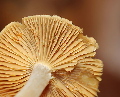 Mushroom - Cortinarius sp. I think this is Cortinarius, but am not sure.

Habitat: Growing on the ground, in moss; mixed forest
https://www.jungledragon.com/image/124147/mushroom_-_cortinarius_sp.html
https://www.jungledragon.com/image/124151/mushroom_-_cortinarius_sp.html
https://www.jungledragon.com/image/124149/mushroom_-_cortinarius_sp.html
https://www.jungledragon.com/image/124148/mushroom_-_cortinarius_sp.html Fall,Geotagged,United States