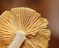 Mushroom - Cortinarius sp. I think this is Cortinarius, but am not sure.<br />
<br />
Habitat: Growing on the ground, in moss; mixed forest<br />
https://www.jungledragon.com/image/124147/mushroom_-_cortinarius_sp.html<br />
https://www.jungledragon.com/image/124151/mushroom_-_cortinarius_sp.html<br />
https://www.jungledragon.com/image/124149/mushroom_-_cortinarius_sp.html<br />
https://www.jungledragon.com/image/124148/mushroom_-_cortinarius_sp.html Fall,Geotagged,United States