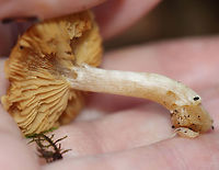 Mushroom - Cortinarius sp. I think this is Cortinarius, but am not sure.<br />
<br />
Habitat: Growing on the ground, in moss; mixed forest<br />
https://www.jungledragon.com/image/124147/mushroom_-_cortinarius_sp.html<br />
https://www.jungledragon.com/image/124151/mushroom_-_cortinarius_sp.html<br />
https://www.jungledragon.com/image/124149/mushroom_-_cortinarius_sp.html<br />
https://www.jungledragon.com/image/124148/mushroom_-_cortinarius_sp.html Fall,Geotagged,United States