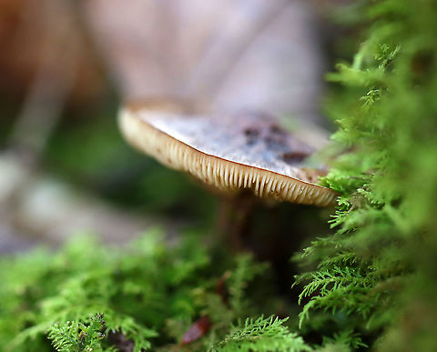 Mushroom - Cortinarius sp. I think this is Cortinarius, but am not sure.

Habitat: Growing on the ground, in moss; mixed forest
https://www.jungledragon.com/image/124147/mushroom_-_cortinarius_sp.html
https://www.jungledragon.com/image/124151/mushroom_-_cortinarius_sp.html
https://www.jungledragon.com/image/124149/mushroom_-_cortinarius_sp.html
https://www.jungledragon.com/image/124148/mushroom_-_cortinarius_sp.html Fall,Geotagged,United States