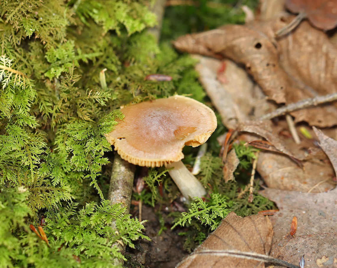 Mushroom - Cortinarius sp. I think this is Cortinarius, but am not sure.<br />
<br />
Habitat: Growing on the ground, in moss; mixed forest<br />
<figure class="photo"><a href="https://www.jungledragon.com/image/124147/mushroom_-_cortinarius_sp.html" title="Mushroom - Cortinarius sp."><img src="https://s3.amazonaws.com/media.jungledragon.com/images/3232/124147_thumb.jpg?AWSAccessKeyId=05GMT0V3GWVNE7GGM1R2&Expires=1769040010&Signature=ASRccZv8g%2F83SinQ3QdPoJgnLLw%3D" width="200" height="160" alt="Mushroom - Cortinarius sp. I think this is Cortinarius, but am not sure.<br />
<br />
Habitat: Growing on the ground, in moss; mixed forest<br />
https://www.jungledragon.com/image/124147/mushroom_-_cortinarius_sp.html<br />
https://www.jungledragon.com/image/124151/mushroom_-_cortinarius_sp.html<br />
https://www.jungledragon.com/image/124149/mushroom_-_cortinarius_sp.html<br />
https://www.jungledragon.com/image/124148/mushroom_-_cortinarius_sp.html Cortinarius,Fall,Geotagged,United States,fungus,mushroom" /></a></figure><br />
<figure class="photo"><a href="https://www.jungledragon.com/image/124151/mushroom_-_cortinarius_sp.html" title="Mushroom - Cortinarius sp."><img src="https://s3.amazonaws.com/media.jungledragon.com/images/3232/124151_thumb.jpg?AWSAccessKeyId=05GMT0V3GWVNE7GGM1R2&Expires=1769040010&Signature=LtrBov04GtW438XY6LfspjDlj5o%3D" width="200" height="160" alt="Mushroom - Cortinarius sp. I think this is Cortinarius, but am not sure.<br />
<br />
Habitat: Growing on the ground, in moss; mixed forest<br />
https://www.jungledragon.com/image/124147/mushroom_-_cortinarius_sp.html<br />
https://www.jungledragon.com/image/124151/mushroom_-_cortinarius_sp.html<br />
https://www.jungledragon.com/image/124149/mushroom_-_cortinarius_sp.html<br />
https://www.jungledragon.com/image/124148/mushroom_-_cortinarius_sp.html Fall,Geotagged,United States" /></a></figure><br />
<figure class="photo"><a href="https://www.jungledragon.com/image/124149/mushroom_-_cortinarius_sp.html" title="Mushroom - Cortinarius sp."><img src="https://s3.amazonaws.com/media.jungledragon.com/images/3232/124149_thumb.jpg?AWSAccessKeyId=05GMT0V3GWVNE7GGM1R2&Expires=1769040010&Signature=VzwWrgZEGdjwKotdgHgWUVMYqYY%3D" width="200" height="156" alt="Mushroom - Cortinarius sp. I think this is Cortinarius, but am not sure.<br />
<br />
Habitat: Growing on the ground, in moss; mixed forest<br />
https://www.jungledragon.com/image/124147/mushroom_-_cortinarius_sp.html<br />
https://www.jungledragon.com/image/124151/mushroom_-_cortinarius_sp.html<br />
https://www.jungledragon.com/image/124149/mushroom_-_cortinarius_sp.html<br />
https://www.jungledragon.com/image/124148/mushroom_-_cortinarius_sp.html Fall,Geotagged,United States" /></a></figure><br />
<figure class="photo"><a href="https://www.jungledragon.com/image/124148/mushroom_-_cortinarius_sp.html" title="Mushroom - Cortinarius sp."><img src="https://s3.amazonaws.com/media.jungledragon.com/images/3232/124148_thumb.jpg?AWSAccessKeyId=05GMT0V3GWVNE7GGM1R2&Expires=1769040010&Signature=3XaVgaw%2F6gcdhpotHN6pknj1v6Y%3D" width="200" height="164" alt="Mushroom - Cortinarius sp. I think this is Cortinarius, but am not sure.<br />
<br />
Habitat: Growing on the ground, in moss; mixed forest<br />
https://www.jungledragon.com/image/124147/mushroom_-_cortinarius_sp.html<br />
https://www.jungledragon.com/image/124151/mushroom_-_cortinarius_sp.html<br />
https://www.jungledragon.com/image/124149/mushroom_-_cortinarius_sp.html<br />
https://www.jungledragon.com/image/124148/mushroom_-_cortinarius_sp.html Fall,Geotagged,United States" /></a></figure> Fall,Geotagged,United States