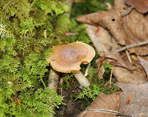 Mushroom - Cortinarius sp. I think this is Cortinarius, but am not sure.

Habitat: Growing on the ground, in moss; mixed forest
https://www.jungledragon.com/image/124147/mushroom_-_cortinarius_sp.html
https://www.jungledragon.com/image/124151/mushroom_-_cortinarius_sp.html
https://www.jungledragon.com/image/124149/mushroom_-_cortinarius_sp.html
https://www.jungledragon.com/image/124148/mushroom_-_cortinarius_sp.html Fall,Geotagged,United States