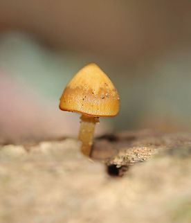Funeral Bells - Galerina marginata Habitat: Growing on rotting wood; mixed forest Fall,Funeral Bell,Galerina,Galerina marginata,Geotagged,United States,deadly skullcap,fungus,mushroom,poisonous mushroom